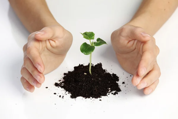 Plant cover — Stock Photo, Image