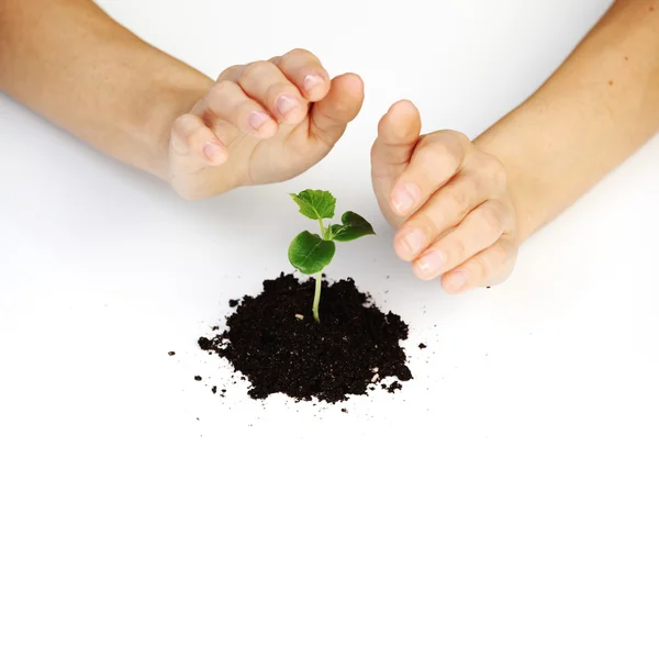 Plant cover — Stock Photo, Image