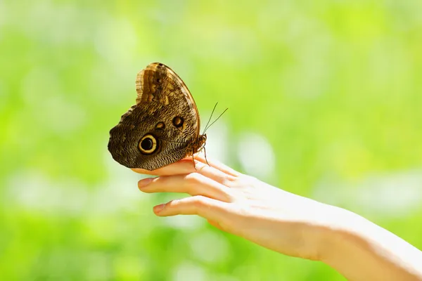 Motýl na ženské ruce — Stock fotografie