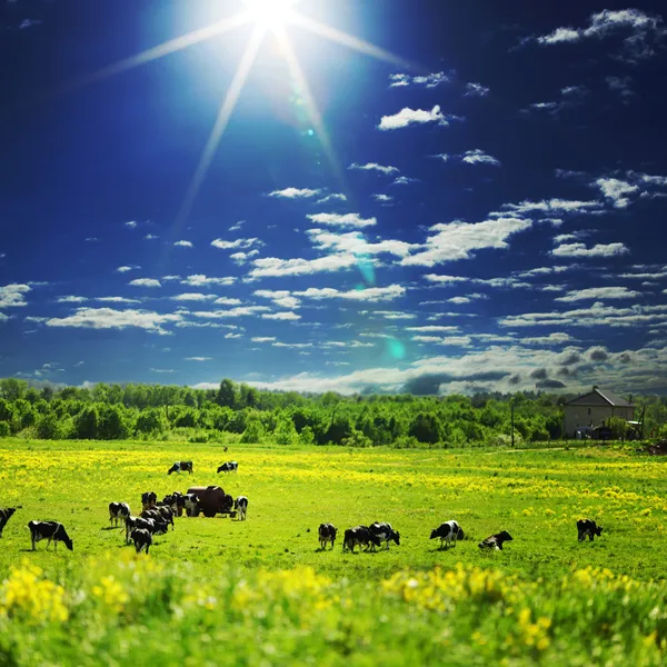 Коровы на зеленом поле — стоковое фото