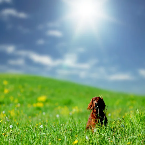 Cão no campo de grama verde — Fotografia de Stock
