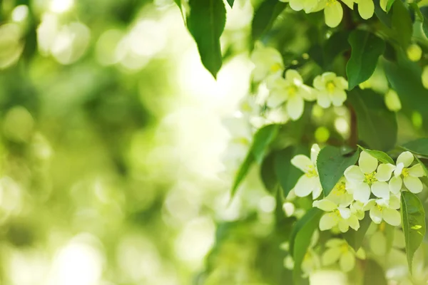 stock image White summer flowers