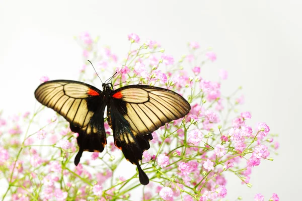 Papilio Lovii — Φωτογραφία Αρχείου
