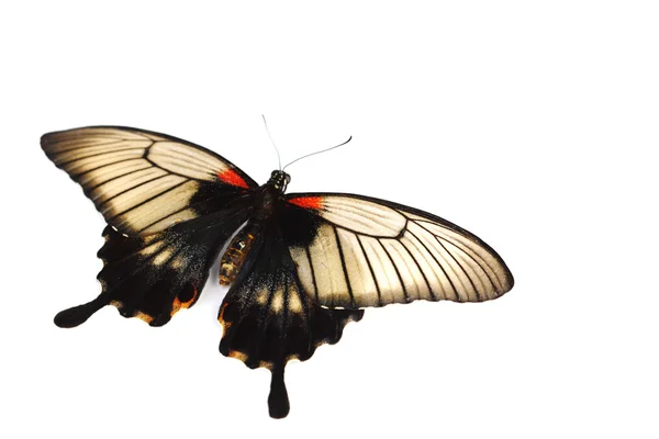 Papilio Lovii — Zdjęcie stockowe
