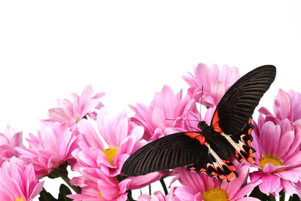 Papilio rumanzovia — Stock fotografie