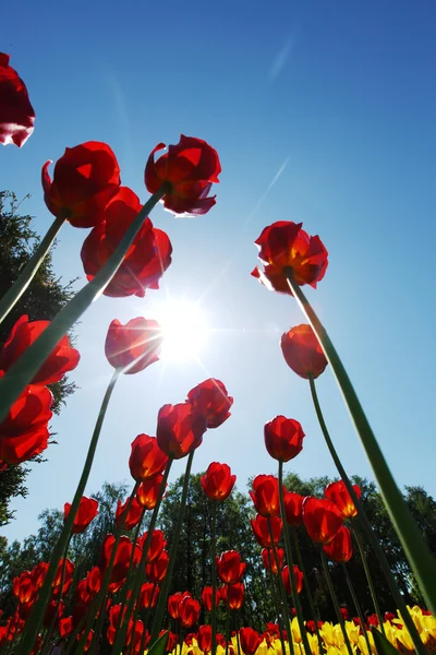 Röda tulpaner mot himlen — Stockfoto