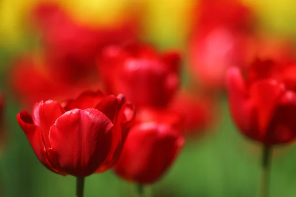 Tulipes rouges fermer — Photo