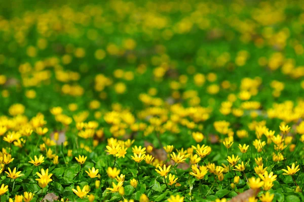 Желтые весенние цветы — стоковое фото