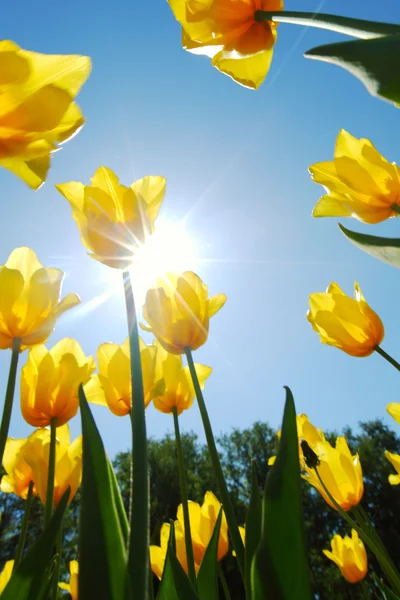 Gele tulpen tegen de hemel — Stockfoto