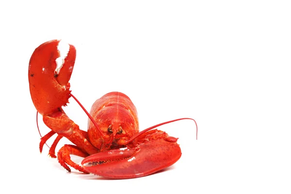 Hello lobster — Stock Photo, Image