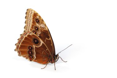 Blue morpho isolated clipart