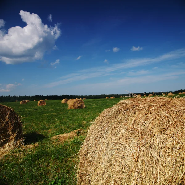 Hay on field — Stock Photo, Image