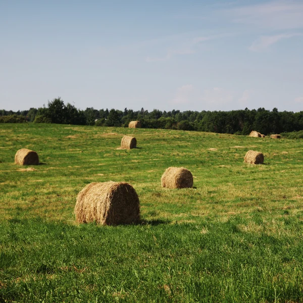 Heu auf dem Feld — Stockfoto