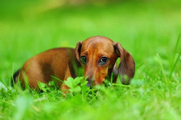 Είδος γερμανικού κυνηγετικού σκύλου στο γρασίδι — Φωτογραφία Αρχείου