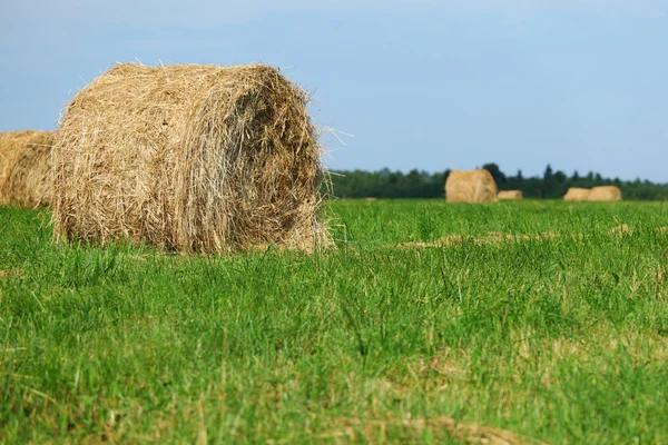 Hay on field Stock Picture