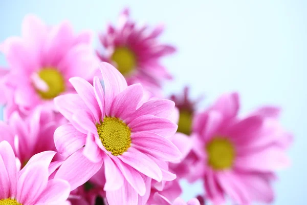핑크 국화 — 스톡 사진