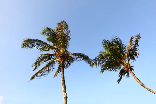 Пальма в голубом небе — стоковое фото