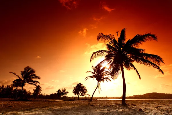 Sunrise palm — Stock fotografie