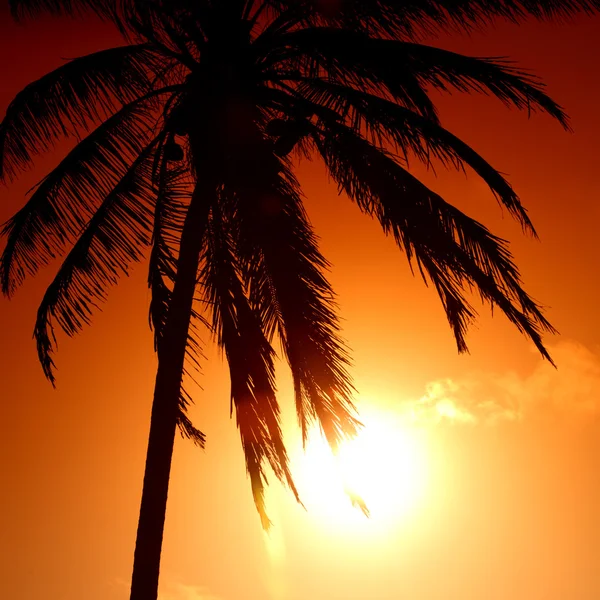 Zonsopgang palm — Stockfoto