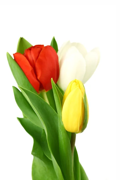 Színes tulipán — Stock Fotó