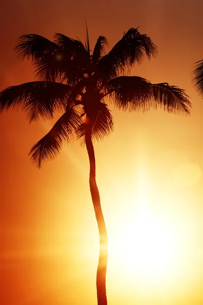 Zonsopgang palm — Stockfoto