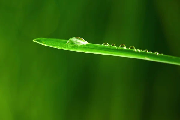 Травяной фон — стоковое фото