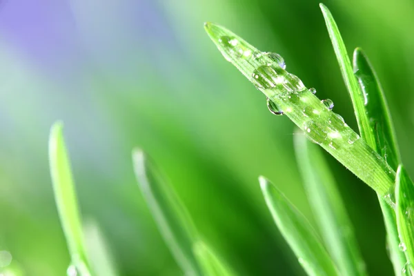 stock image Grass nature background