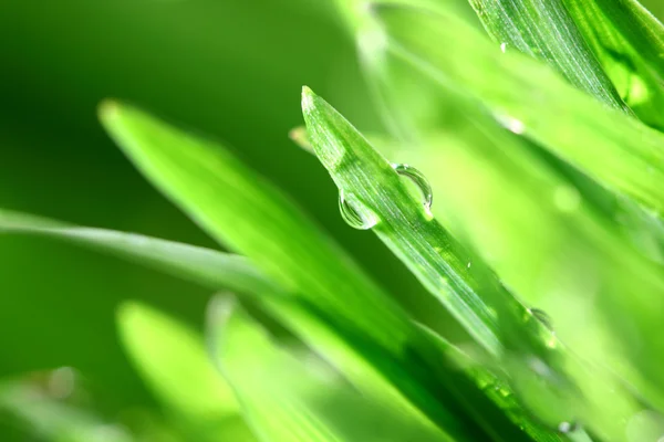 Erba sfondo natura — Foto Stock