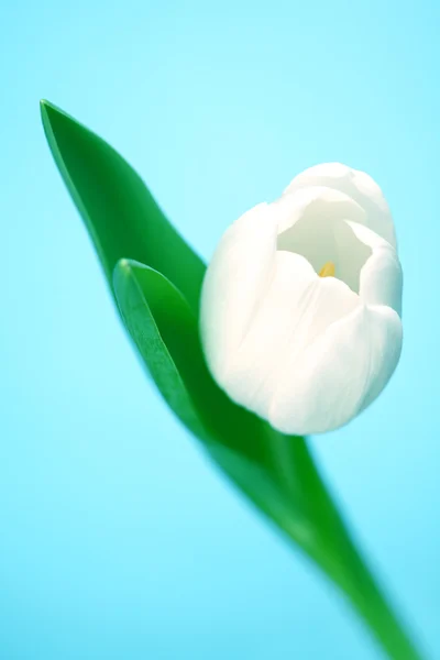 stock image White tulip