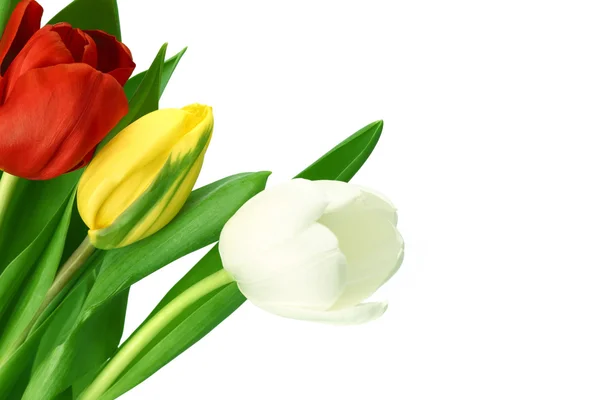 Colorful tulips Stock Picture