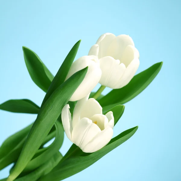 Weiße Tulpe Stockfoto