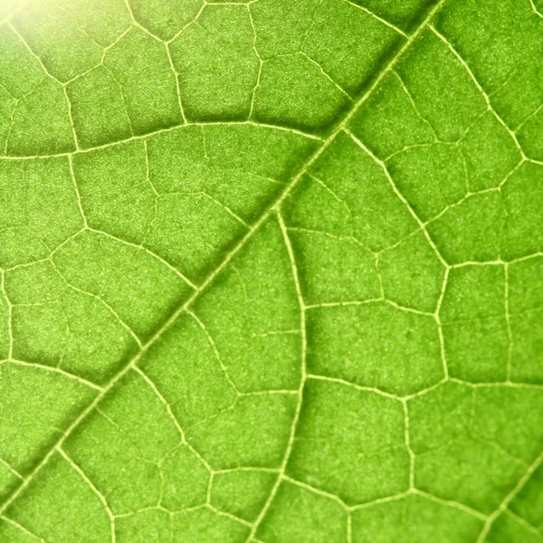Zöld leveles — Stock Fotó