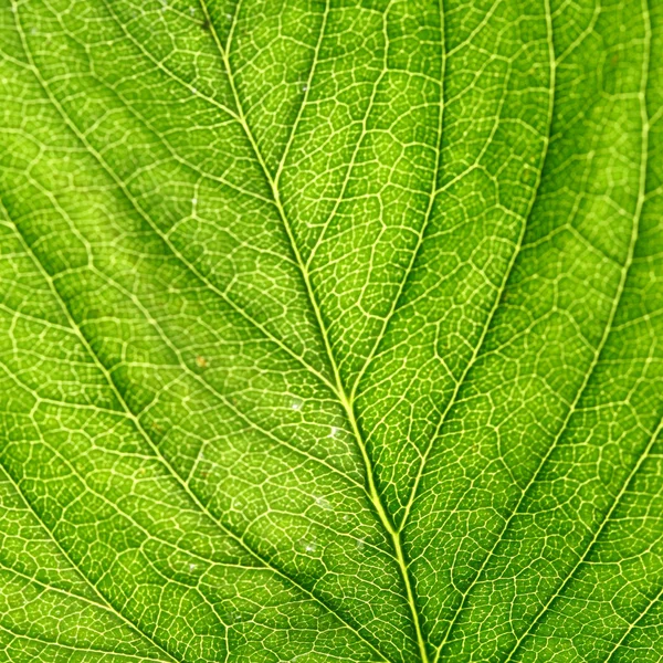 Zelený list — Stock fotografie