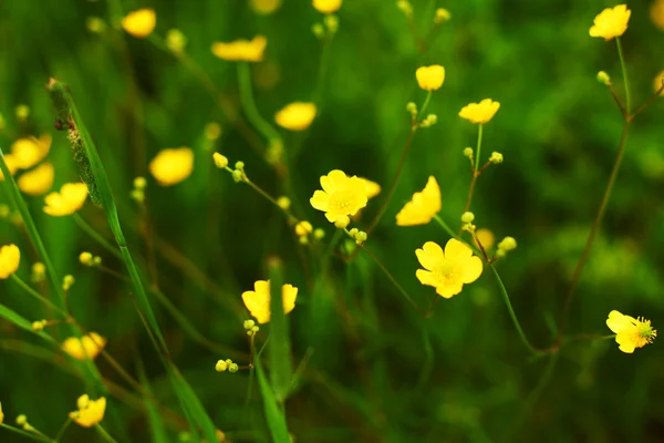 Buttercup — Stock Photo, Image