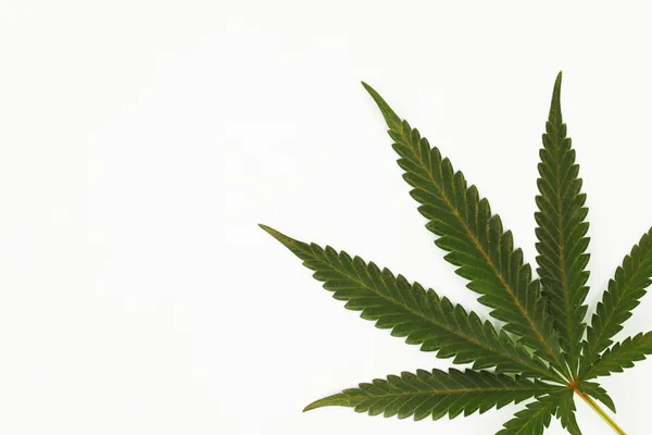 Hoja de cannabis — Foto de Stock