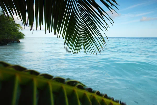 Tropikal ada — Stok fotoğraf