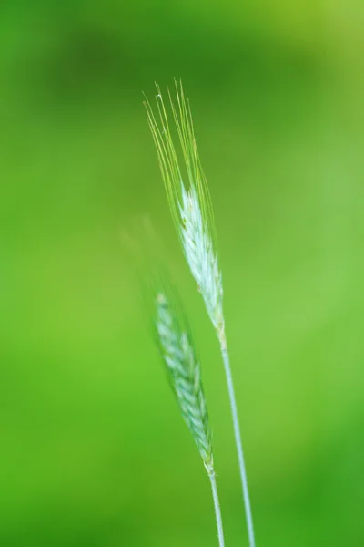 Spikelets of oats — Stock Photo, Image