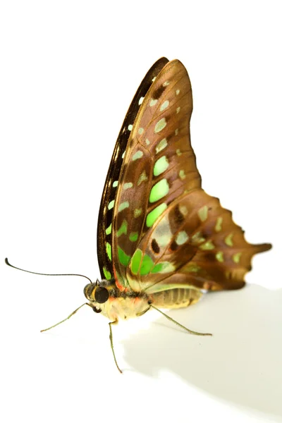 stock image Graphium isolated