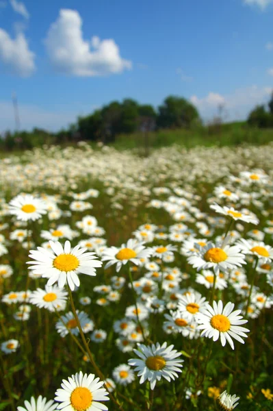 stock image Field with white daisies