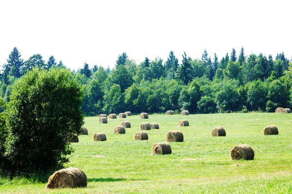 Сіно на полі — стокове фото