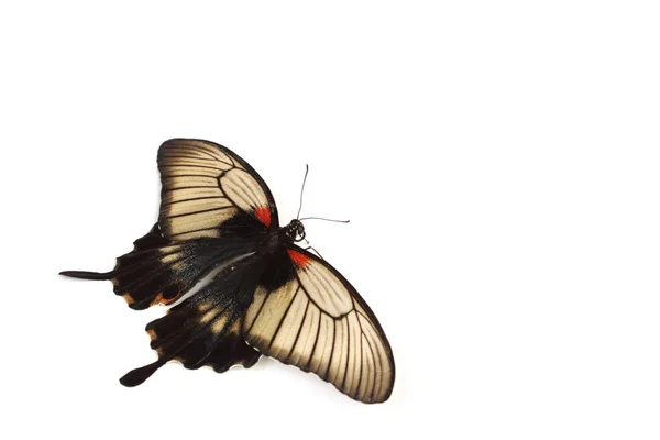 Papilio Lovii — Zdjęcie stockowe