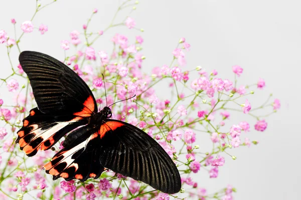 Papilio rumanzovia — Stok fotoğraf