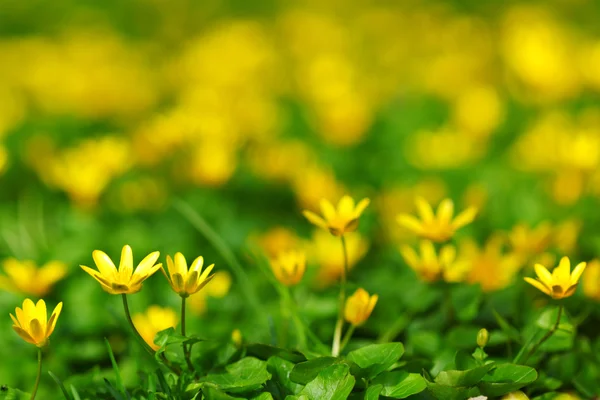 Fleurs jaunes printanières — Photo