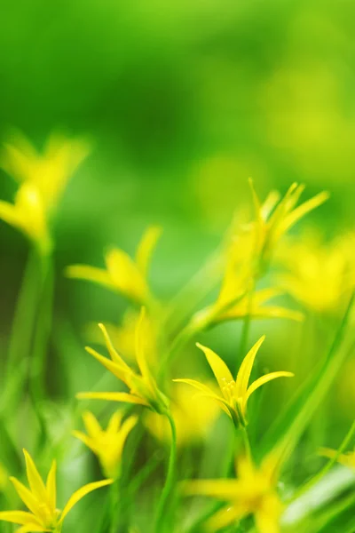 Flores amarillas de primavera —  Fotos de Stock