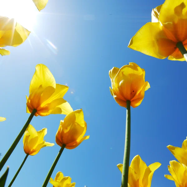 Yellow tulips against the sky — Stock Photo, Image