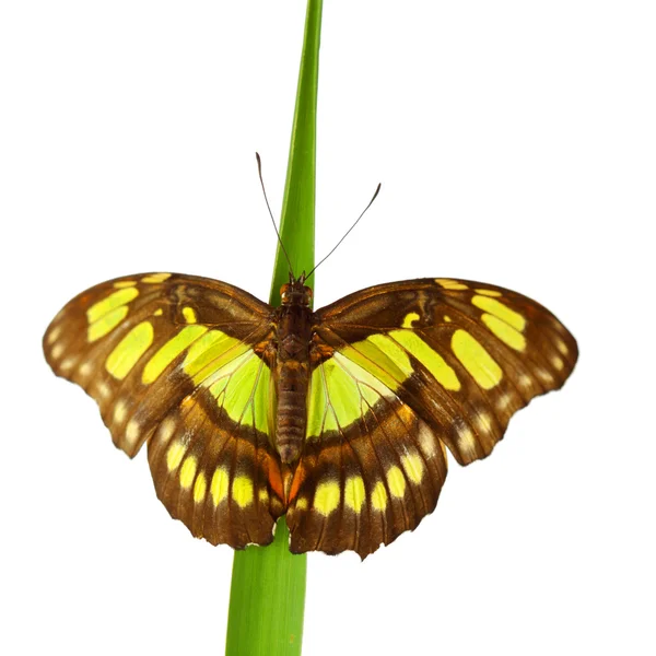Siproeta stelenes on grass — Stock Image Siproeta stelenes on grass Royalty Free Stock Images
