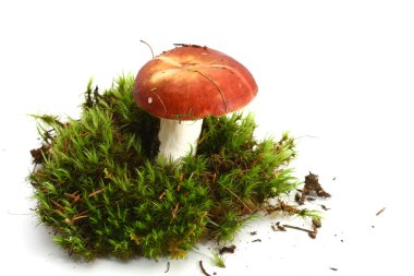 Isolated mushroom clipart