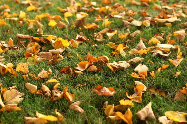 Листья на траве — стоковое фото