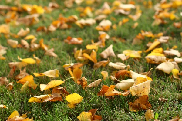 Листья на траве — стоковое фото
