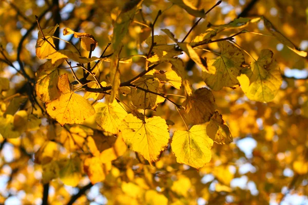 Gouden bladeren — Stockfoto